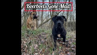 #boerboels  Loving Life! by Pawfextion 176 views 4 months ago 4 minutes, 35 seconds