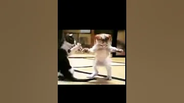 قطة ترقص مع حبة ميمز 