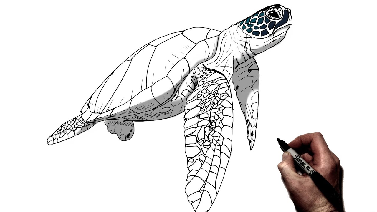 how to draw a realistic sea turtle