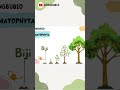 Klasifikasi Kormofita : Pteridophyta dan Spermatophyta