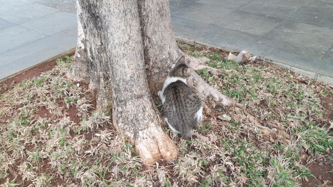 Cute Cat Scratching Tree Bark YouTube