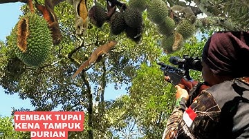 BERBURU DI KEBUN DURIAN YANG HABIS DI LOBANGI TUPAI