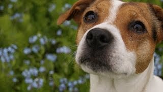 DanishSwedish Farmdog: Cute and funny dog (Full HD)