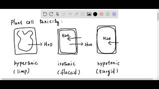 Celery stalks that are immersed in fresh water for several hours become stiff and hard. Similar sta… screenshot 5