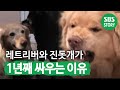 레트리버와 진돗개가 싸우는 이유! (ft. 질투의 화신 레트리버) I TV동물농장 (Animal Farm) | SBS Story