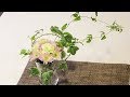 【マム特集】アイビーの花冠がキラリ☆ スプレーマムを洋風に飾る