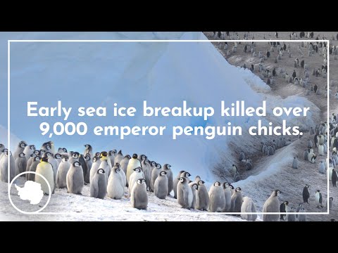 Emperor penguin colonies lost all their chicks due to ice breakup