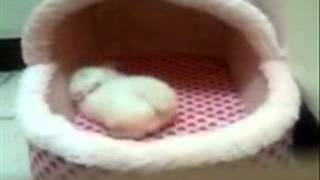 摯愛狗狗屋-小包子