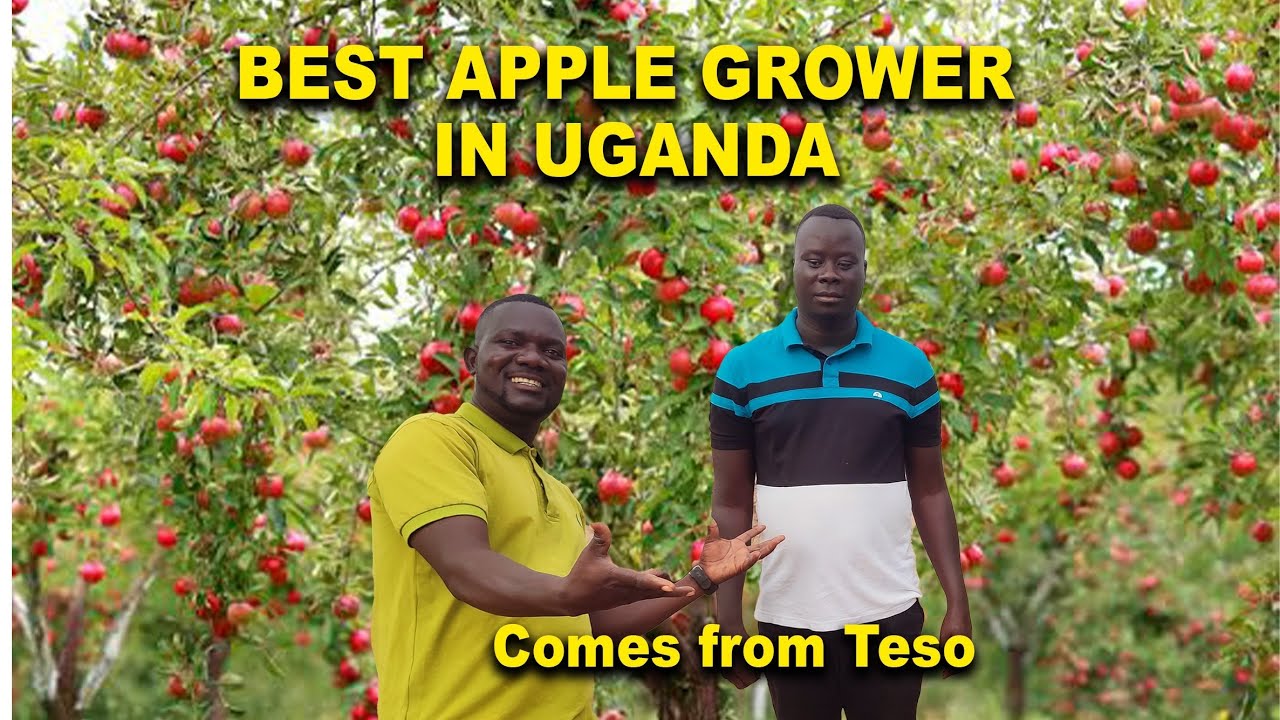 How this Ugandan earns Millions from Apple farming in Soroti