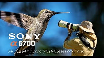 Sony A6700 with the Sony 200-600mm lens -  2nd shoot Hummingbirds in flight & other wildlife at Hahn