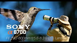 Sony A6700 with the Sony 200-600mm lens -  2nd shoot Hummingbirds in flight & other wildlife at Hahn