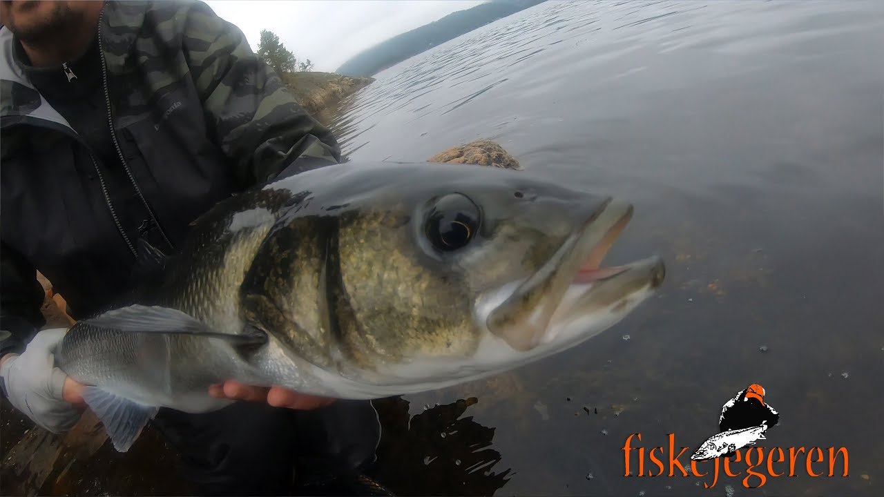 Sjøørret / Havabborfiske - Jakten på sjøørreten 