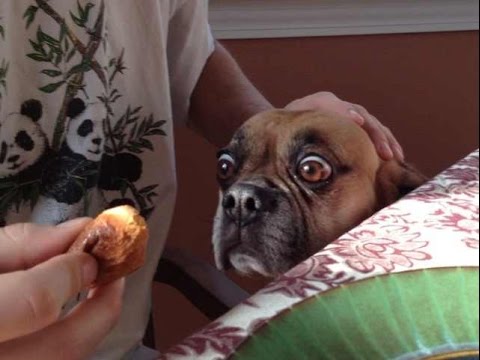 Does your dog really love you? Or is it all about food?