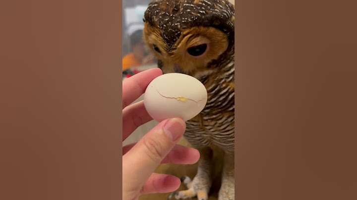 Bibib dapat Hadiah Baru Part 2 #burunghantu #owls #animal #funny #funnyanimal