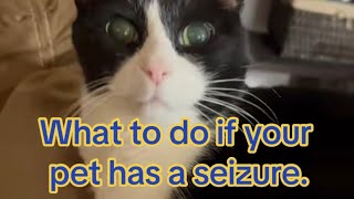 What to do if your pet has a seizure. by Dr. Bozelka, ER Veterinarian 1,021 views 1 month ago 1 minute, 3 seconds