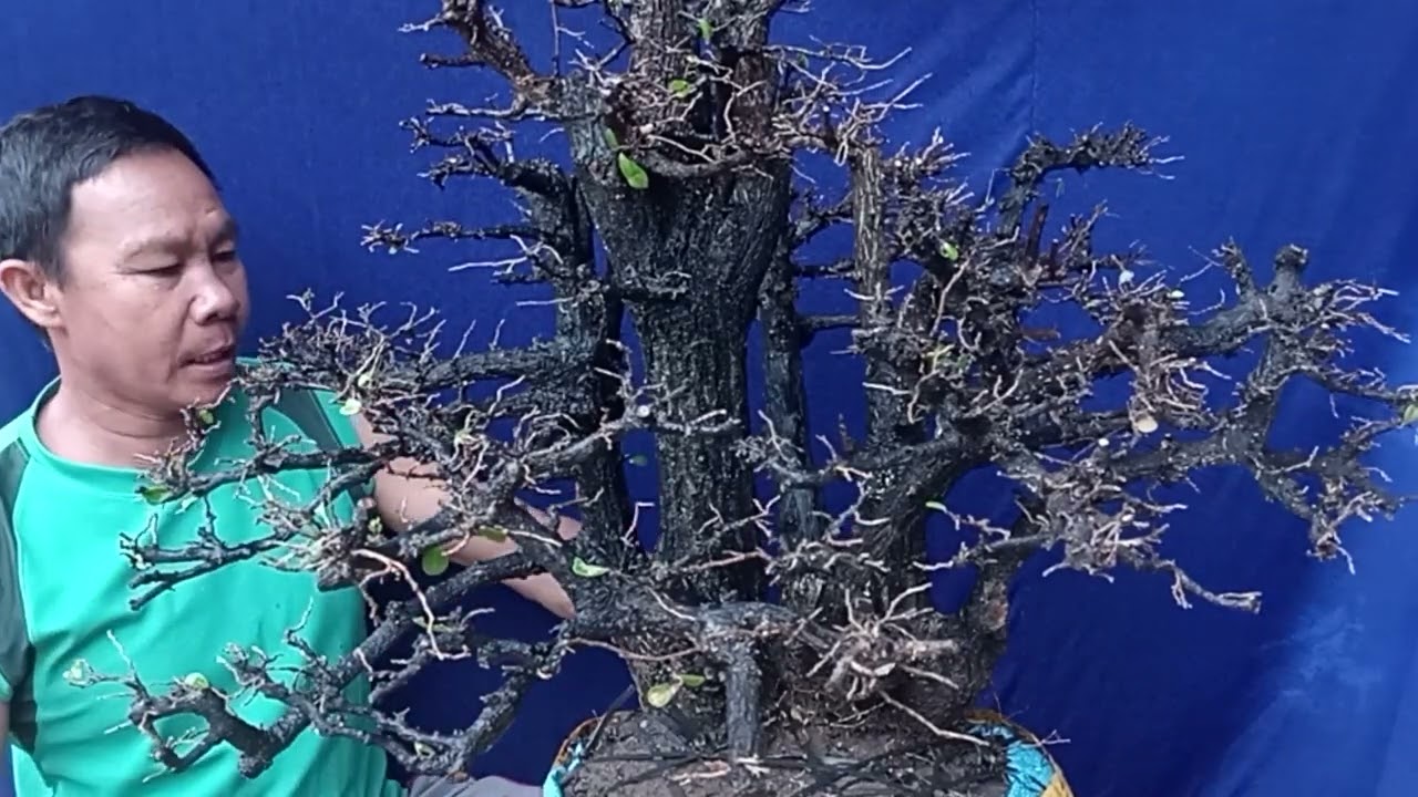 M9 Gl cây cẩm thị 1200k. LH 0388811219