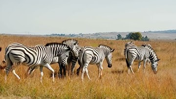 AI Zebras created with Runway ML Gen 4 #veo3 #klingai #runwayml #aivideo #zebra #safari #africa