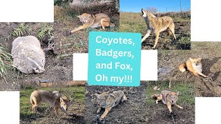 Out On The Line Ep. 30  All Coyote, Fox, and Badger Catches