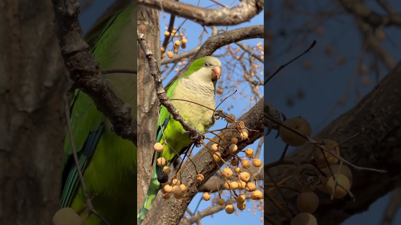 Hello beautiful bird 