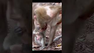 Life of Monkeys: Hey, don't bother the little girl.