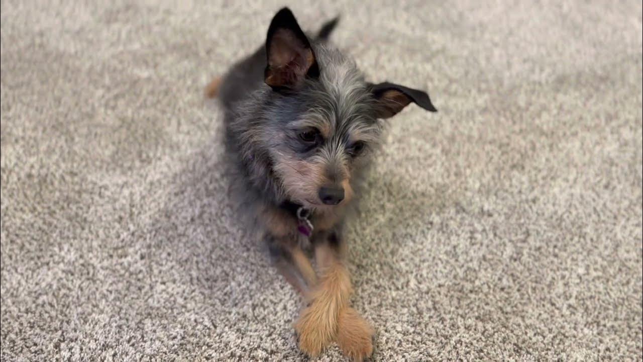 Teach Your Dog to Cross their Paws! YouTube