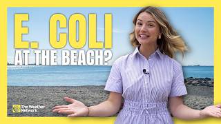 E. coli at the beach: How weather contaminates where you swim