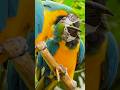 Beautiful Parrot #parrot #birds #wildlife #animals #nature
