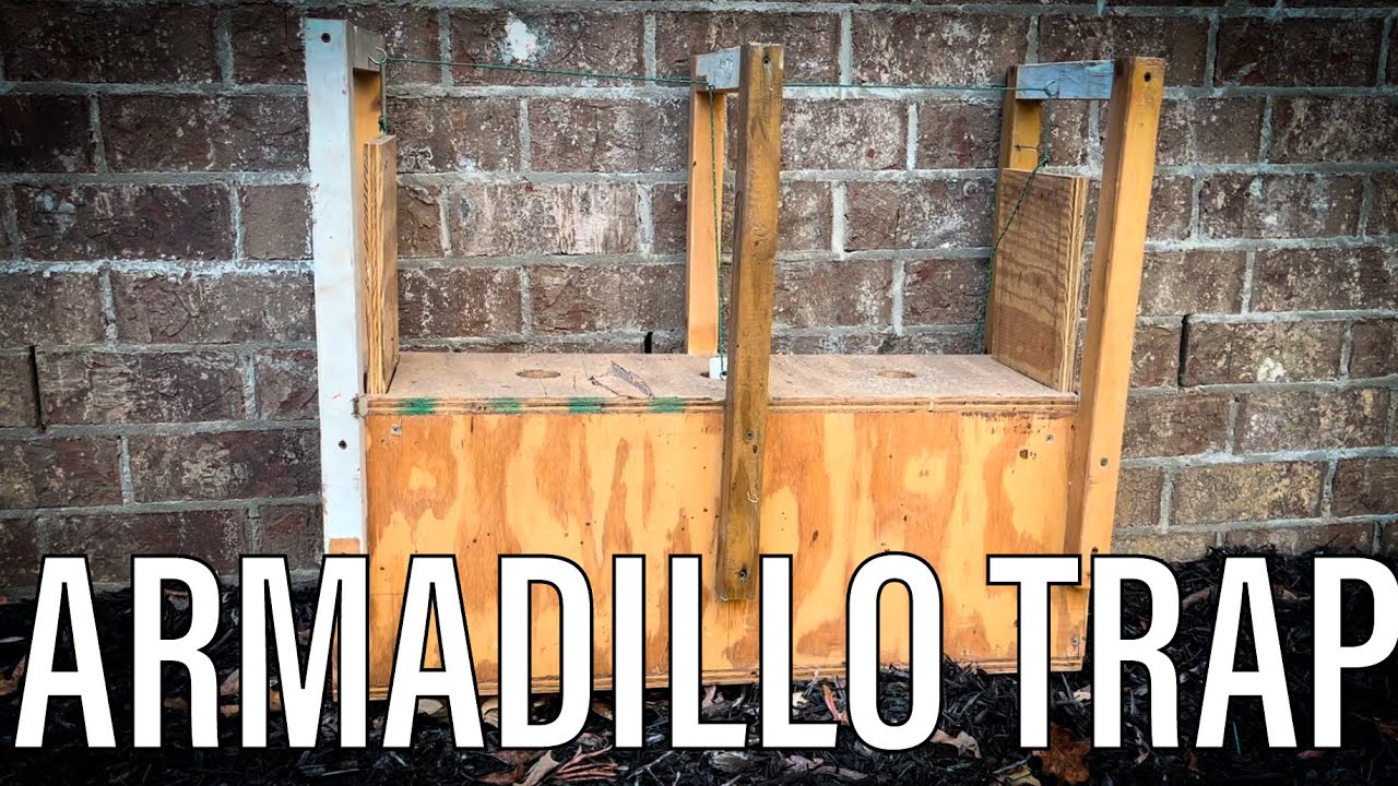 DIY, Armadillo Trap