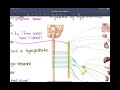 Autonomic Nervous System Part 1
