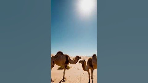 The Science Behind Camel Breeding and Growth 71