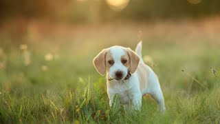 Finding the Perfect Brittany Dog Puppy A Guide for New Owners