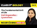 Cell Organelles : Lysosomes  | The Fundamental Unit of Life | Biology | Class 9