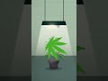 Light Burn: How to Protect Your Plants from Damage!
