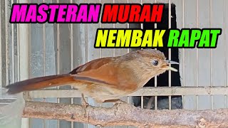 the sound of the chirping of the flamboyant Javanese bird