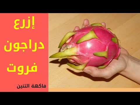 فاكهة التنين، دراجون فروت طريقة سهلة لزراعة دراجون فروت 🌵 dragon fruit