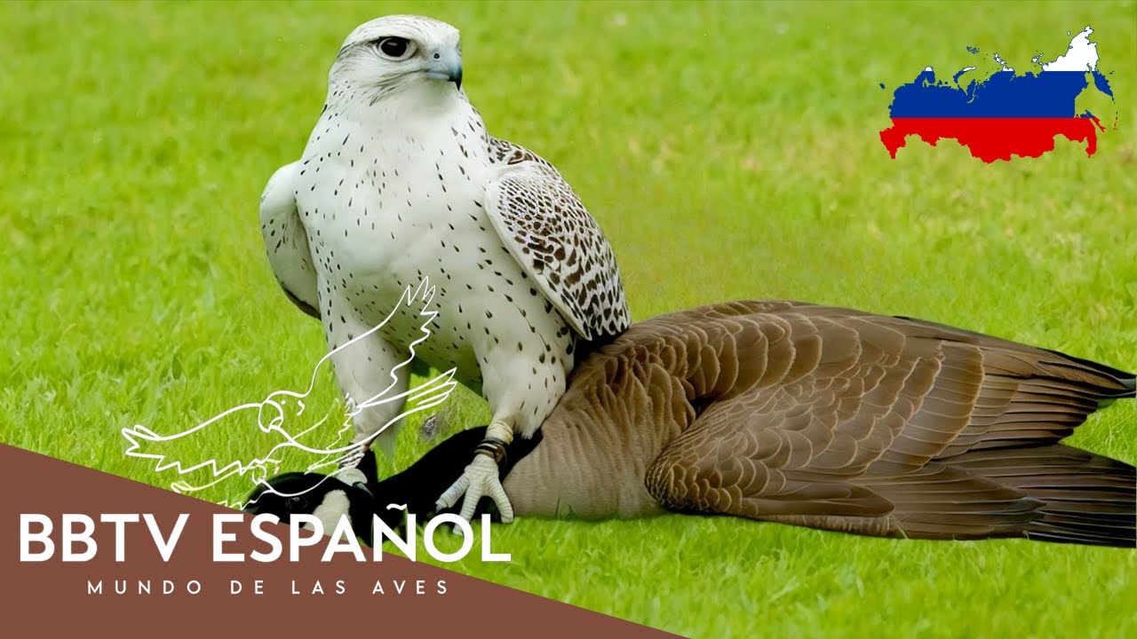 Aves de Rusia | Las Aves Más Hermosas de Rusia Que Nunca Has Visto | BBTV Español