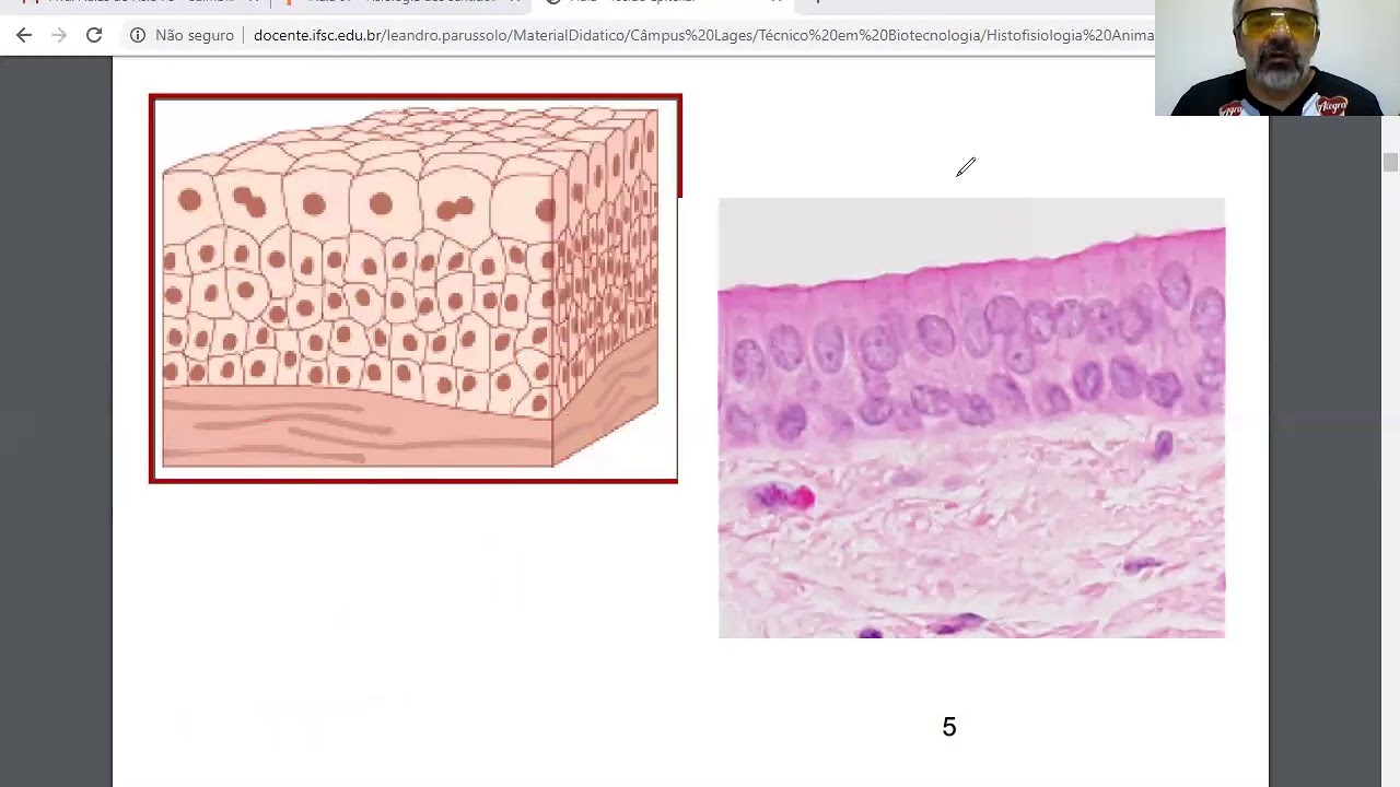 Video Aula Tecido Epitelial Youtube