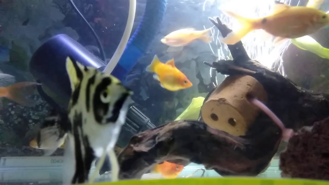  Macam  macam  ikan air  tawar  dalam aquarium YouTube