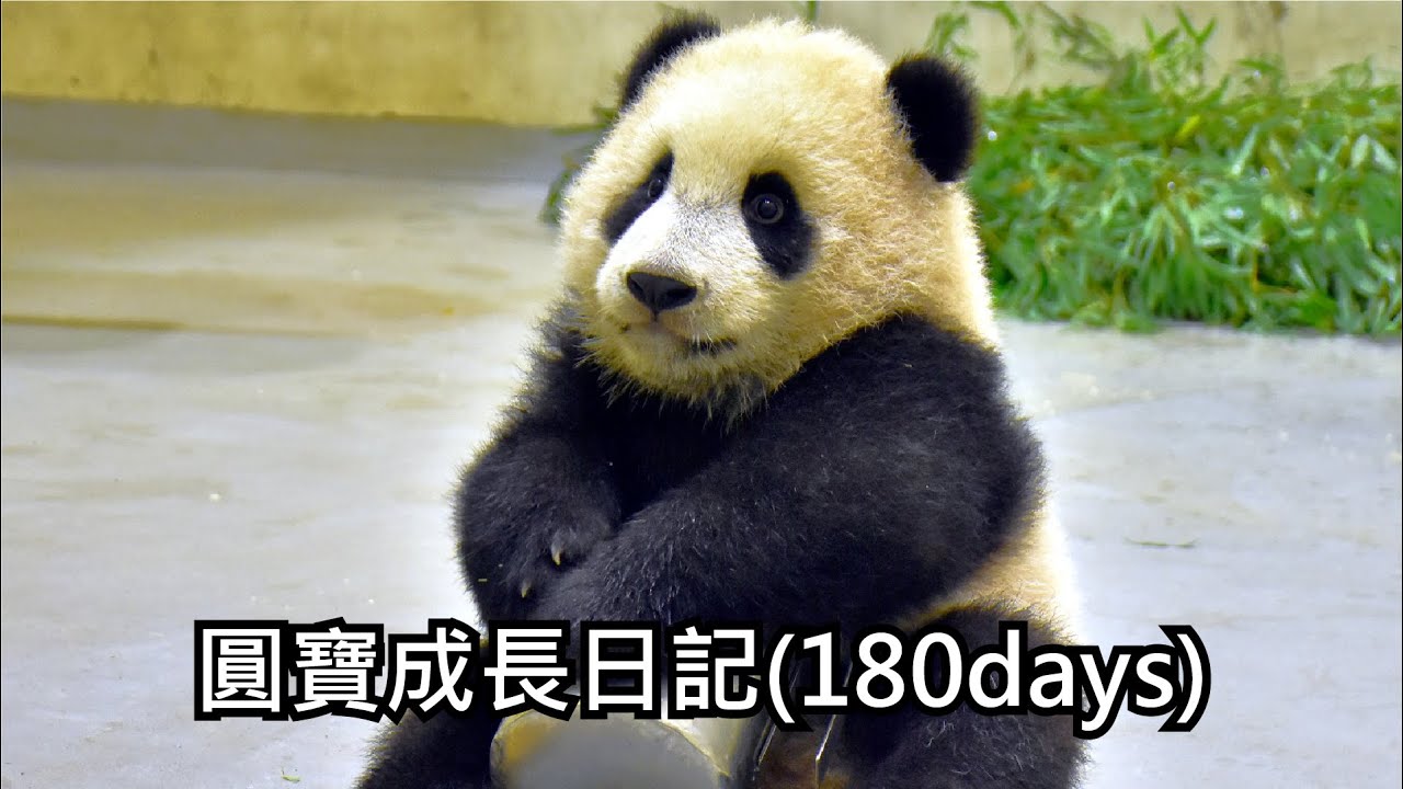 圓寶成長日記180days