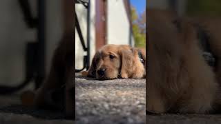 🐶 Red Golden Retriever 8 Week Old Zoey  #puppy #dog #dogs #puppies #cute #pet #pets #pup
