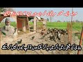 150 free range desi hen farm in Pakistan||Free range chicken farming in Pakistan||Free range shed