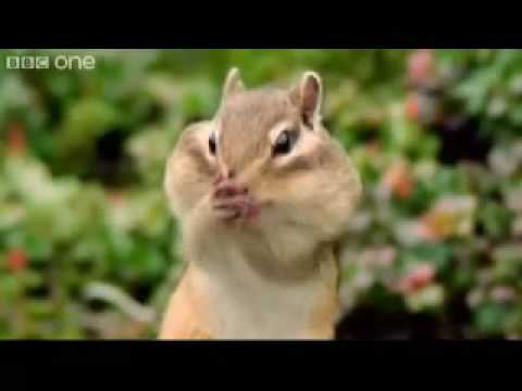 Beatboxing Chipmunk - Walk on the Wild Side