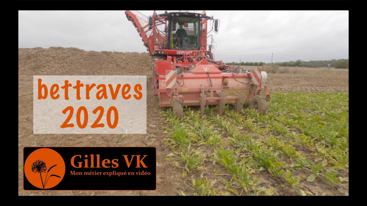 Arrachage betterave : les rendements sont catastrophiques.