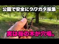 【新発見】公園でクワガタ大量。誰でも安全に採れる方法を紹介します。