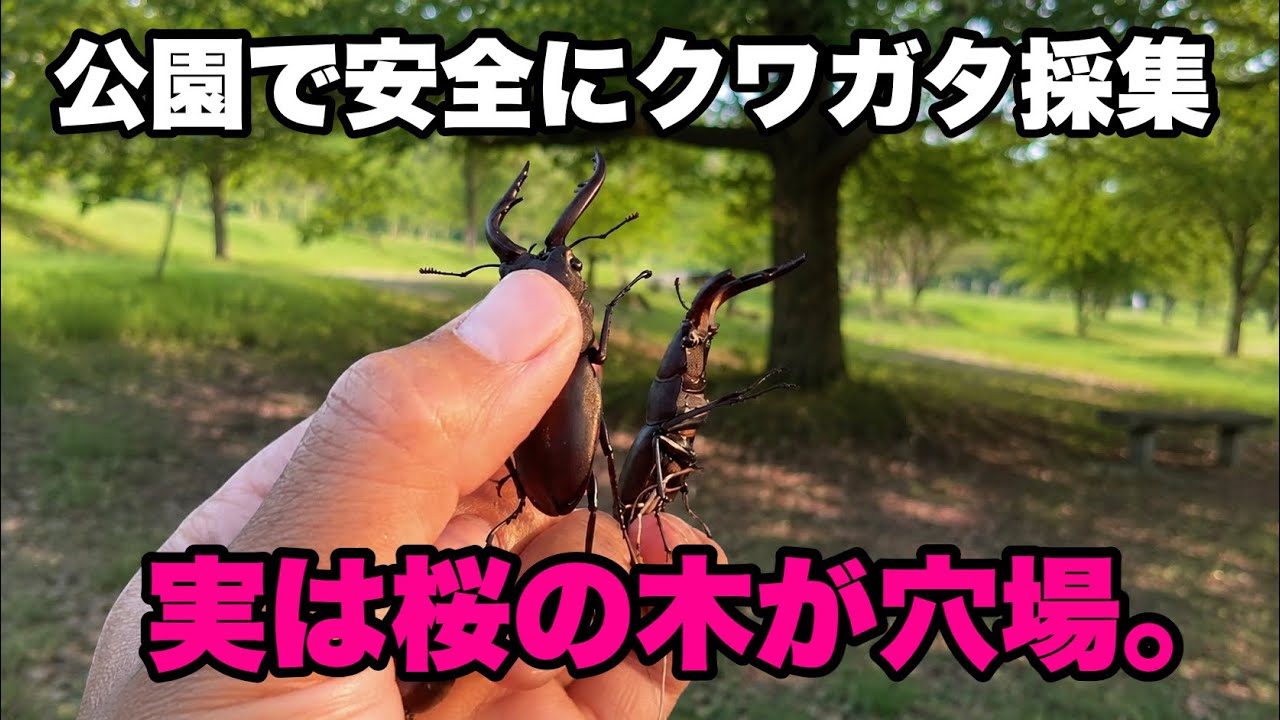 【新発見】公園でクワガタ大量。誰でも安全に採れる方法を紹介します。