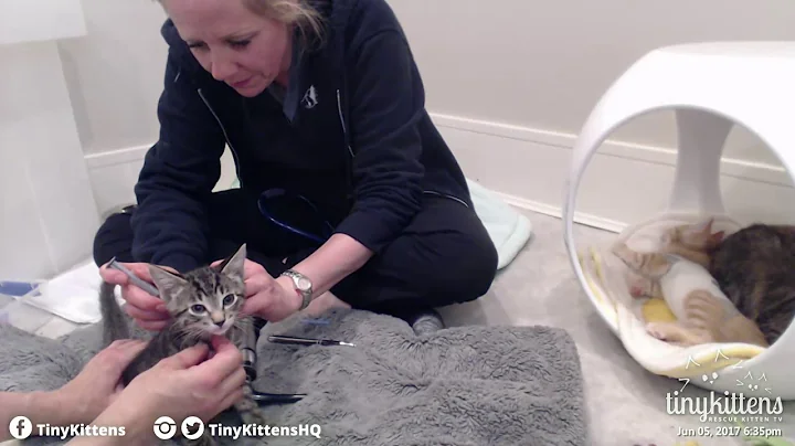 Dr. Renee Ferguson from Mountainview Vet comes for...
