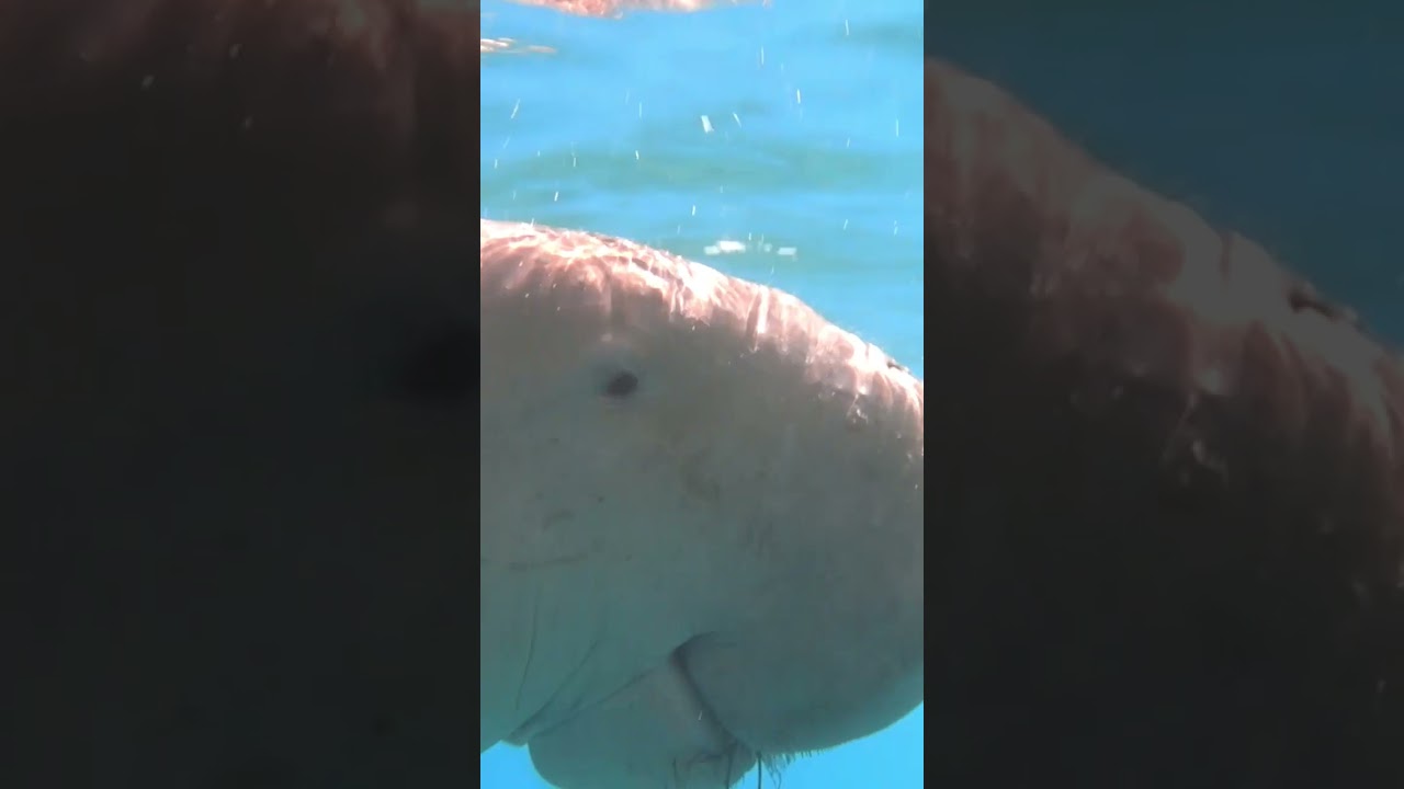 Dugong breath with a lot of fish around seacow 