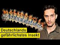 So schnell tötet dich Deutschlands gefährlichstes Insekt