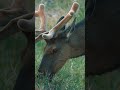 Up Close with a Young Elk at Jasper National Park! 🦌🌿 #WildlifeEncounters #wildlifephotography