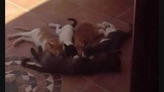 Cat still breast feeding her 5 month old kittens! by Ellinikoscat 8,039 views 14 years ago 1 minute, 33 seconds